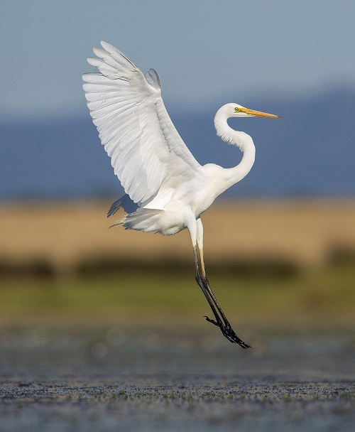 Birds With Long Necks 3