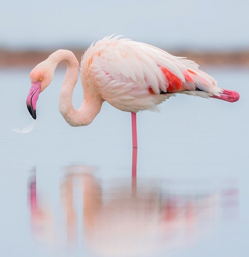 Birds With Long Necks 1