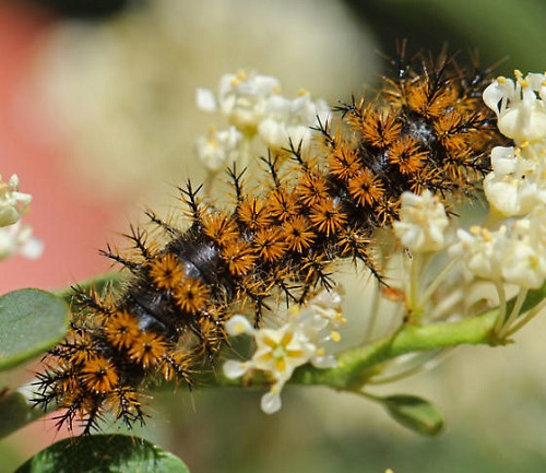 Orange and Black Caterpillars 33