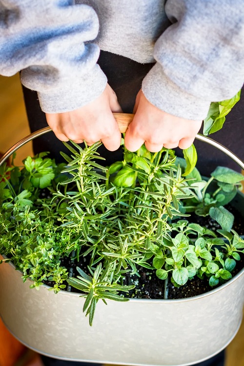 Tabletop Garden 3 