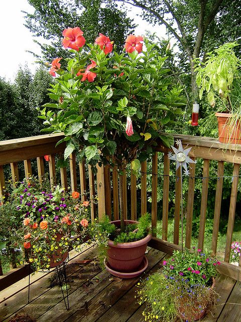 Tall Plants for Balcony Privacy 11