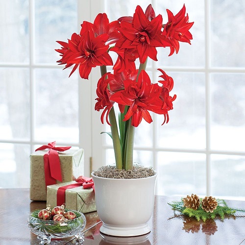 Amaryllis Colors 13