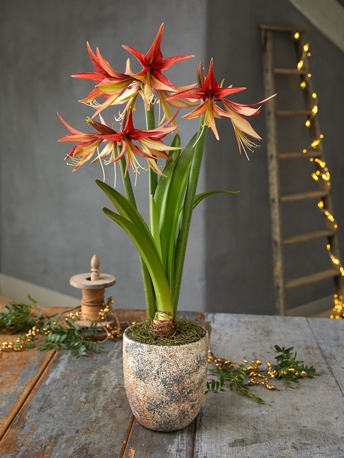 Amaryllis Colors 21