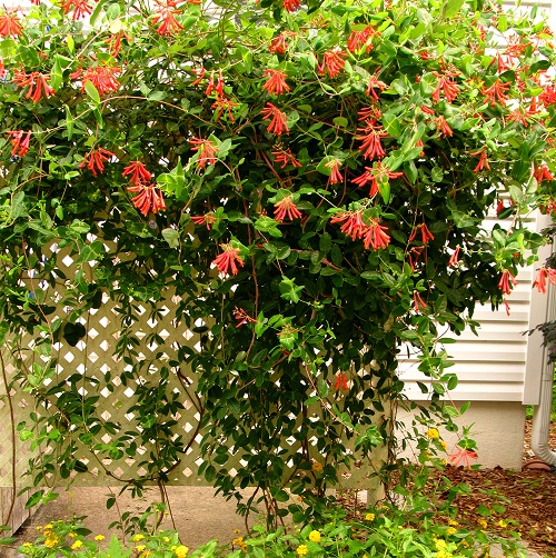 Flowering Vines that are Also a Term of Endearment 1