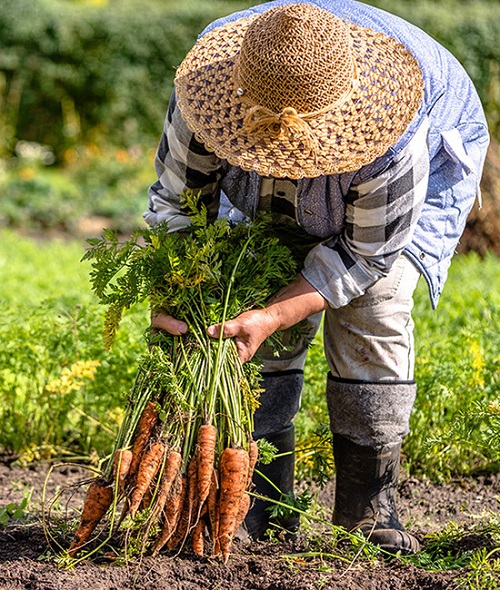 Are Carrots Man-Made 3