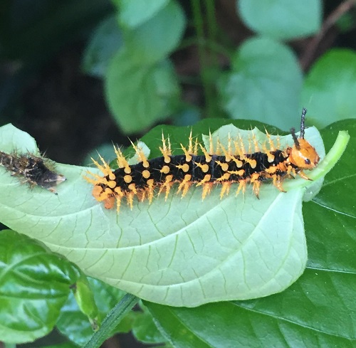 Orange and Black Caterpillars 15