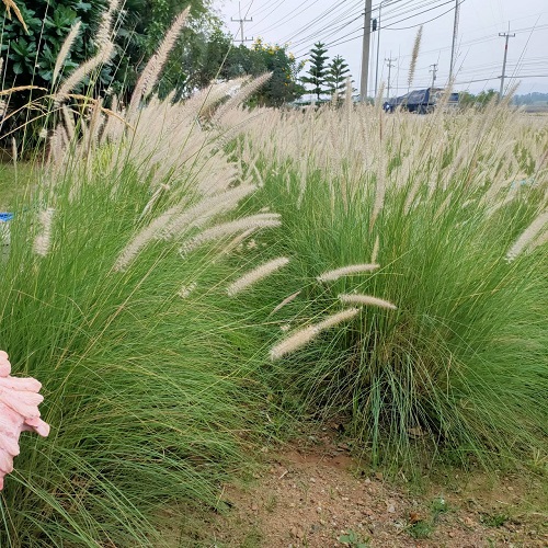 Flowers That Look Like Feathers 7