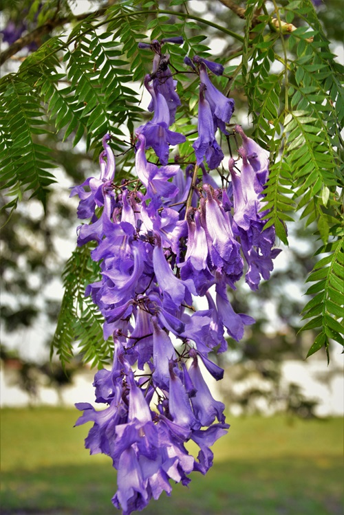 Dark Blue Flowers 7