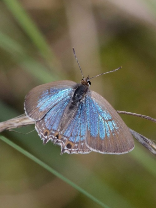 Purple Butterfly Meaning and Types 12