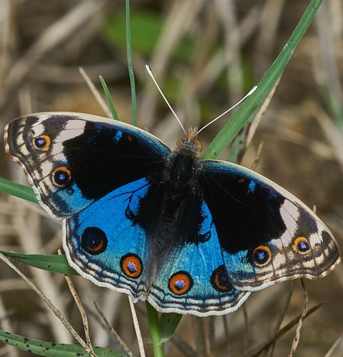 Purple Butterfly Meaning and Types 10