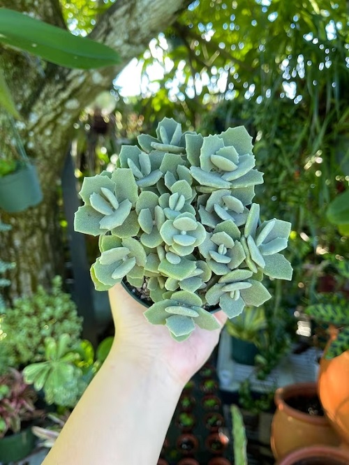 Kalanchoe Millotii 8