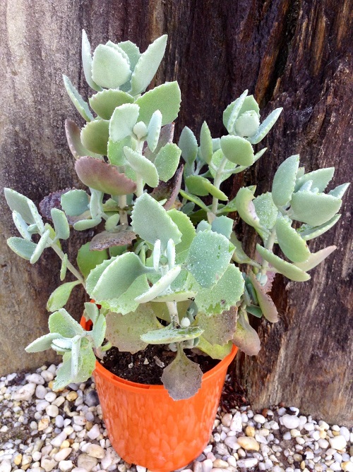 Kalanchoe Millotii 2