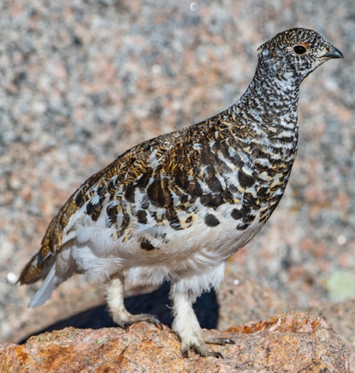 Birds with White Stripes on Wings21