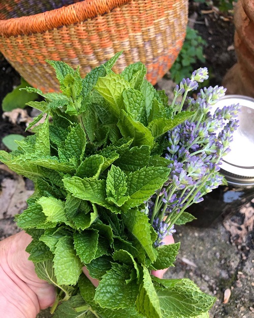 Types of Mint Varieties 9