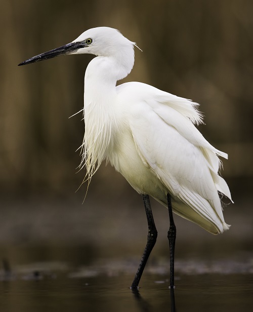 Birds With Long Necks 15