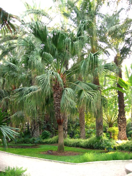 Livistona Palm Varieties 2