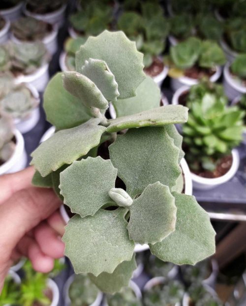 Kalanchoe Millotii