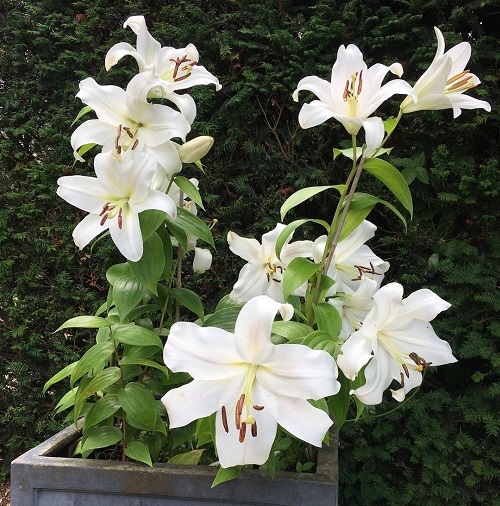 Lilium Candidum 2