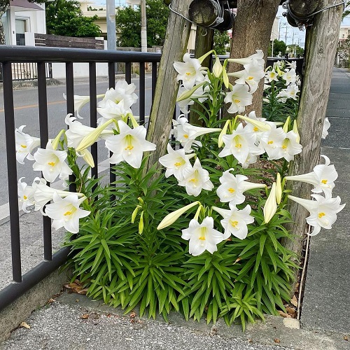 Lilium Candidum 3