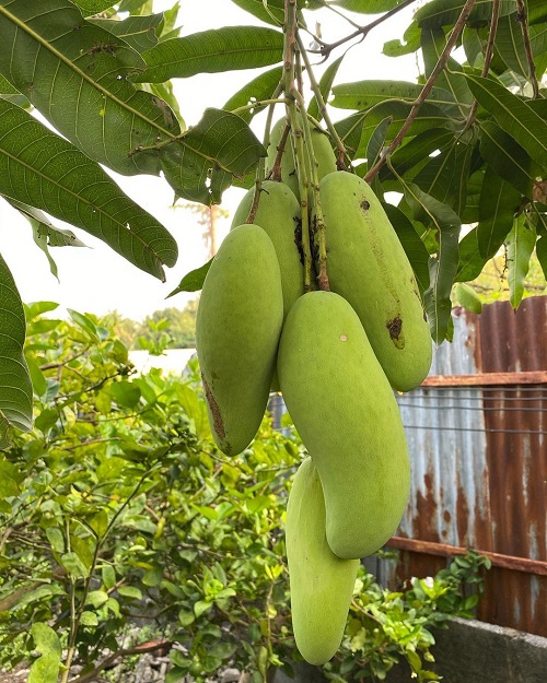 Sweetest Mango Varieties 25