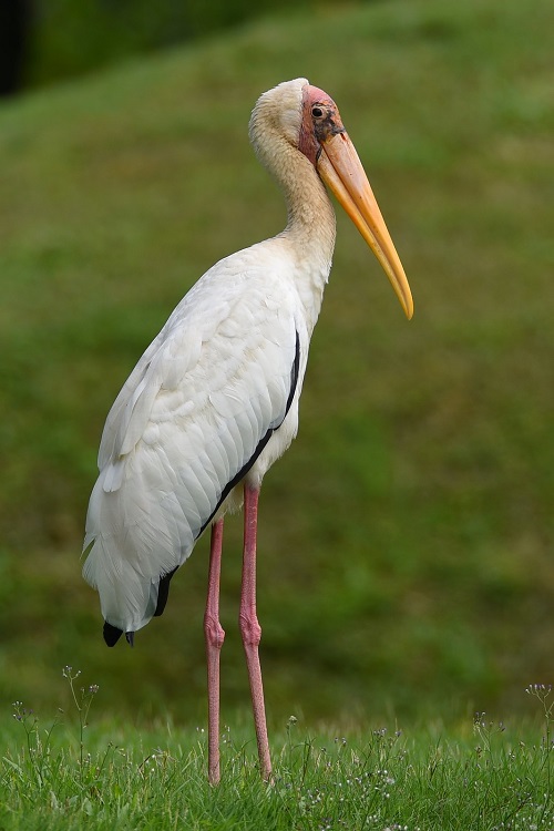 Birds With Long Necks 31