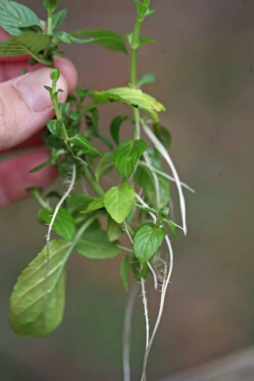 Plants to Grow from Cuttings in Fall 11