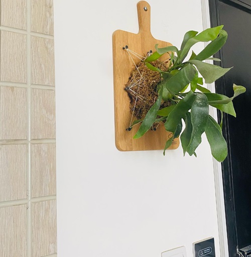 Mounted Staghorn Fern 17