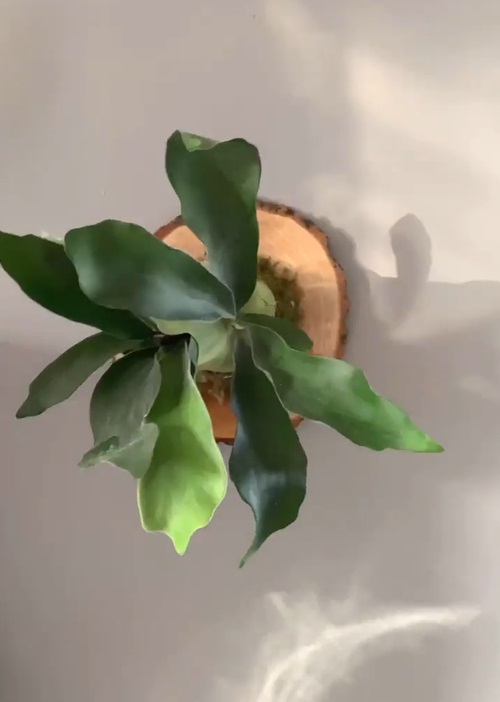 Mounted Staghorn Fern 15