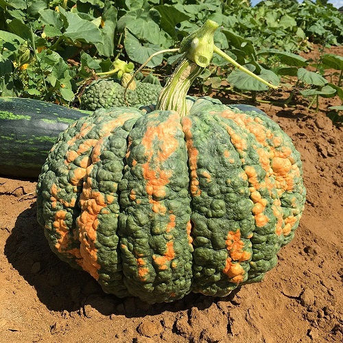 Green Pumpkin Varieties 25