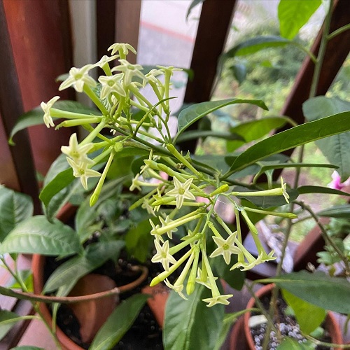 Night Blooming Jasmine 5