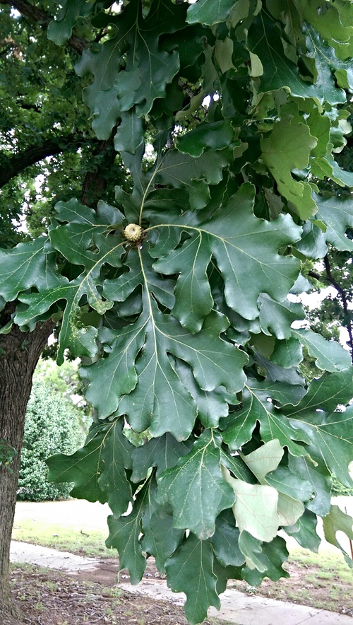 Oak tree leaves 14