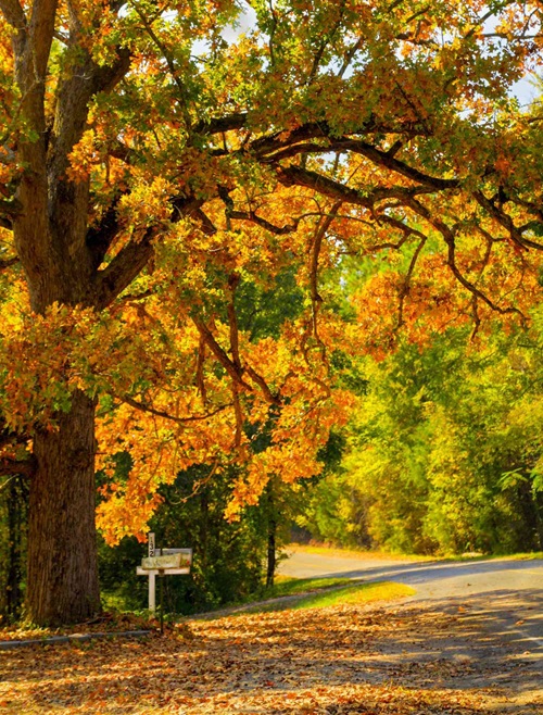 Oak tree leaves