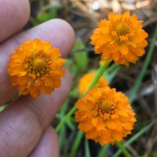 Orange Wildflowers 13