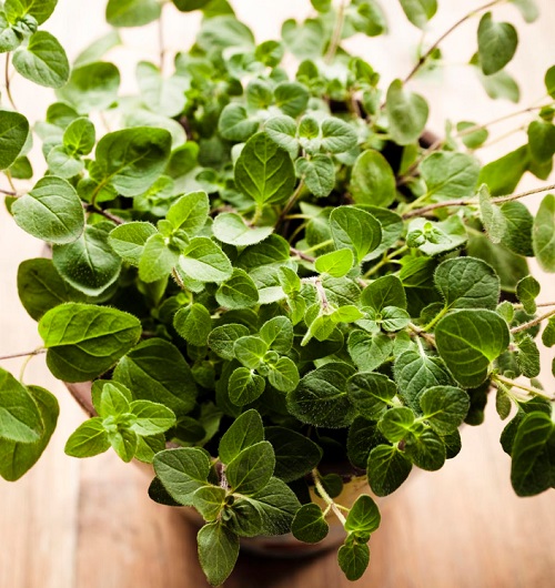 The Magical Properties of Oregano 1