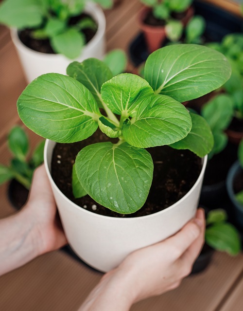 Edible Plants for Hanging Baskets 16