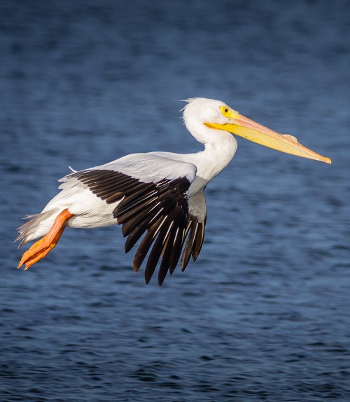 Birds With Long Necks 15