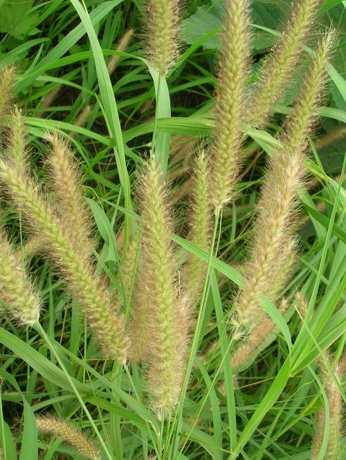 Flowers That Look Like Feathers 5