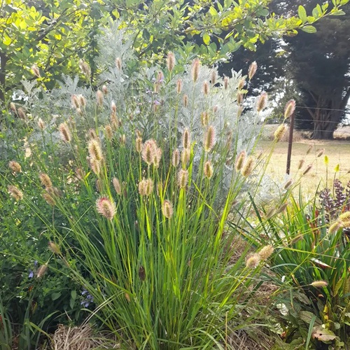 Dwarf Fountain Grass Varieties 11