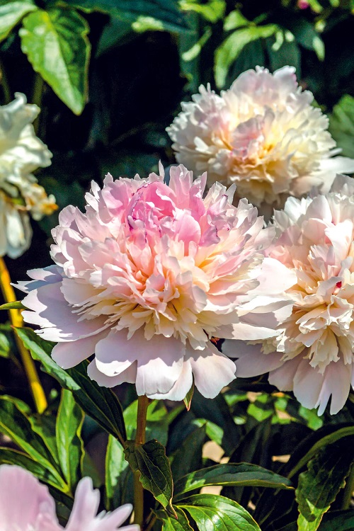 Pink Peony Varieties 1