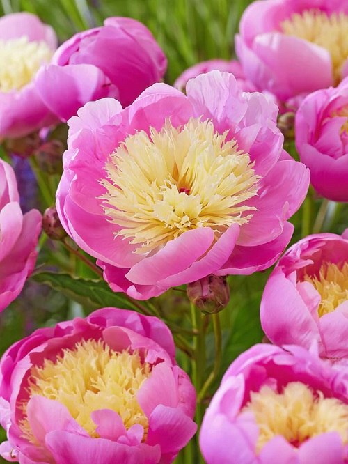 Pink Peony Varieties 5