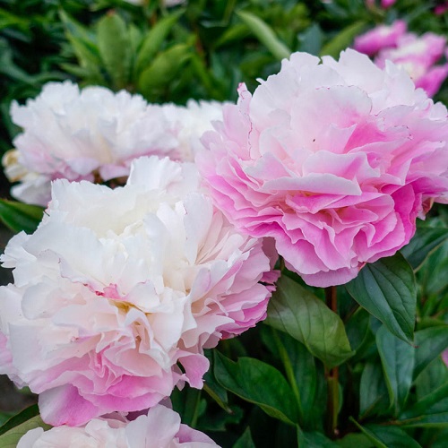 Pink Peony Varieties 7