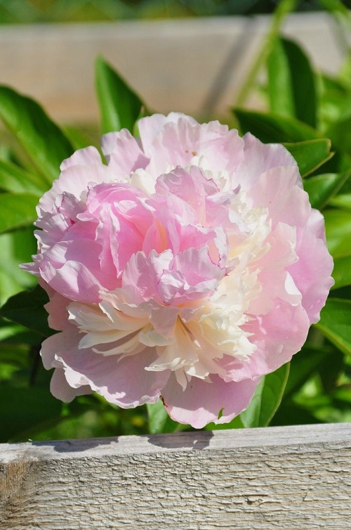 Pink Peony Varieties 15