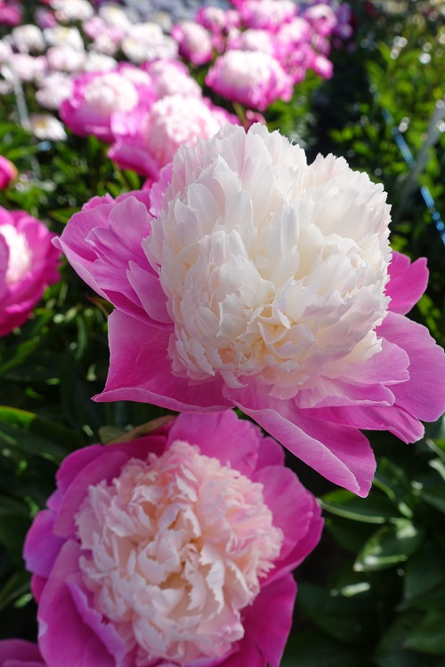 Pink Peony Varieties 21