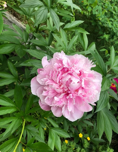 Pink Peony Varieties 27