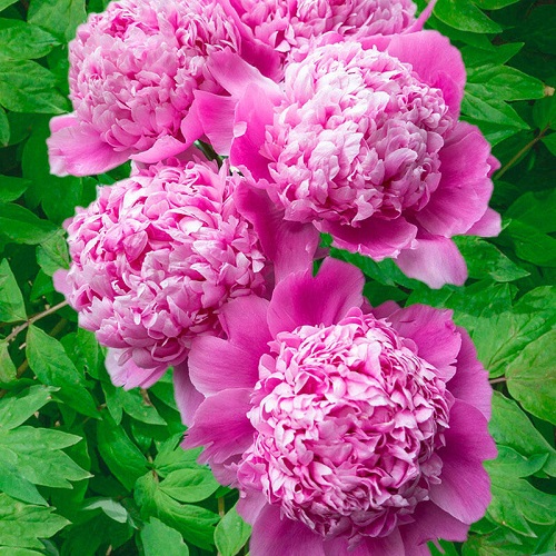 Pink Peony Varieties 31