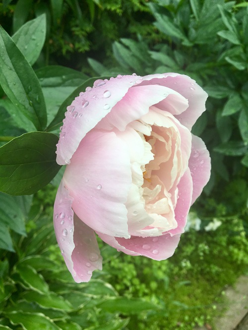 Pink Peony Varieties 55