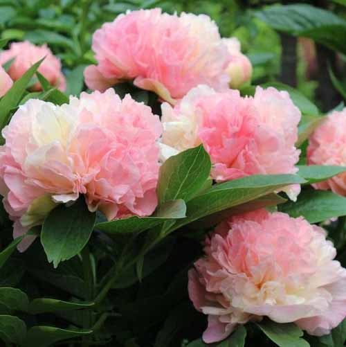 Pink Peony Varieties 33