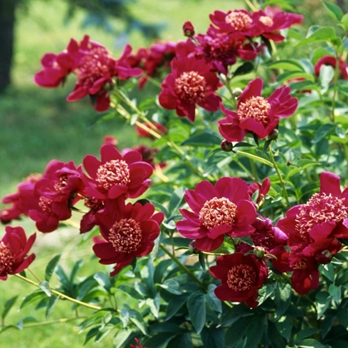 Pink Peony Varieties 37