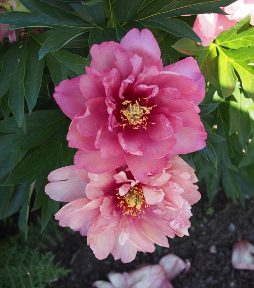 Pink Peony Varieties 41