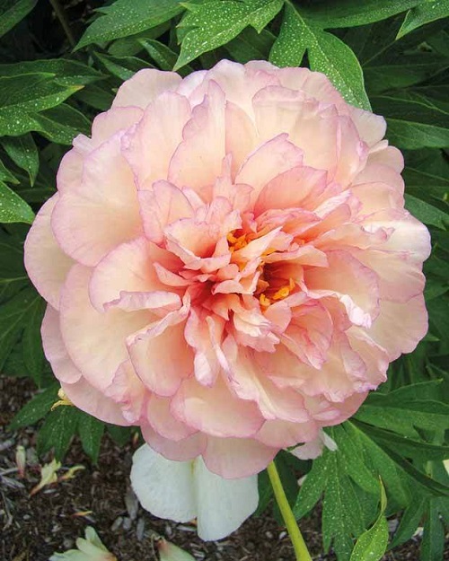 Pink Peony Varieties 47